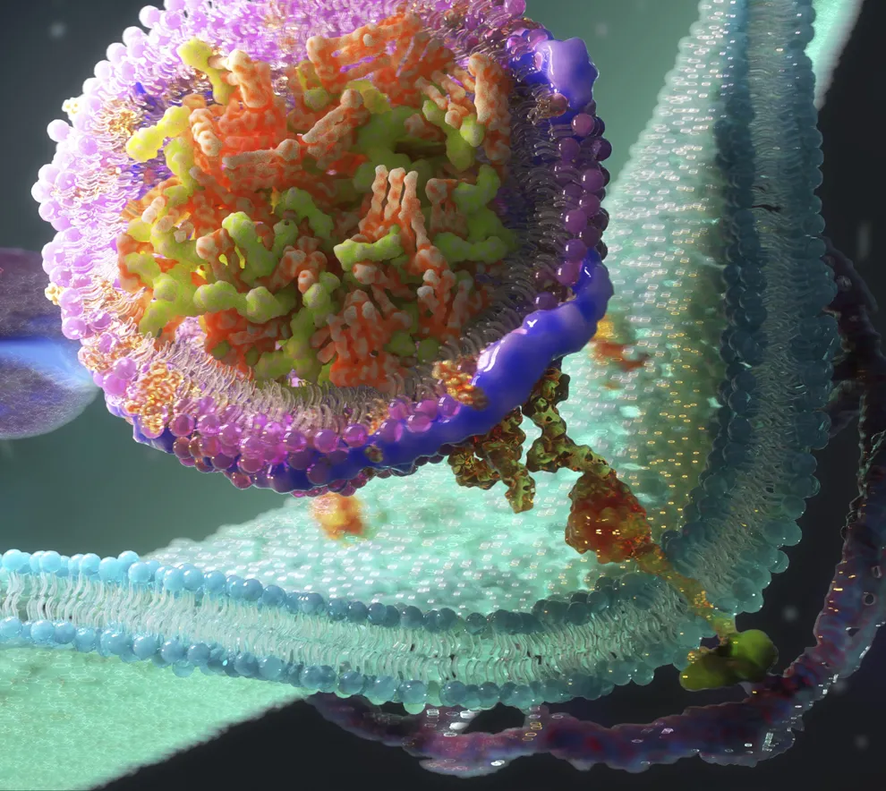 En fargerik illustrasjon av LDL-reseptorer på cellemembran