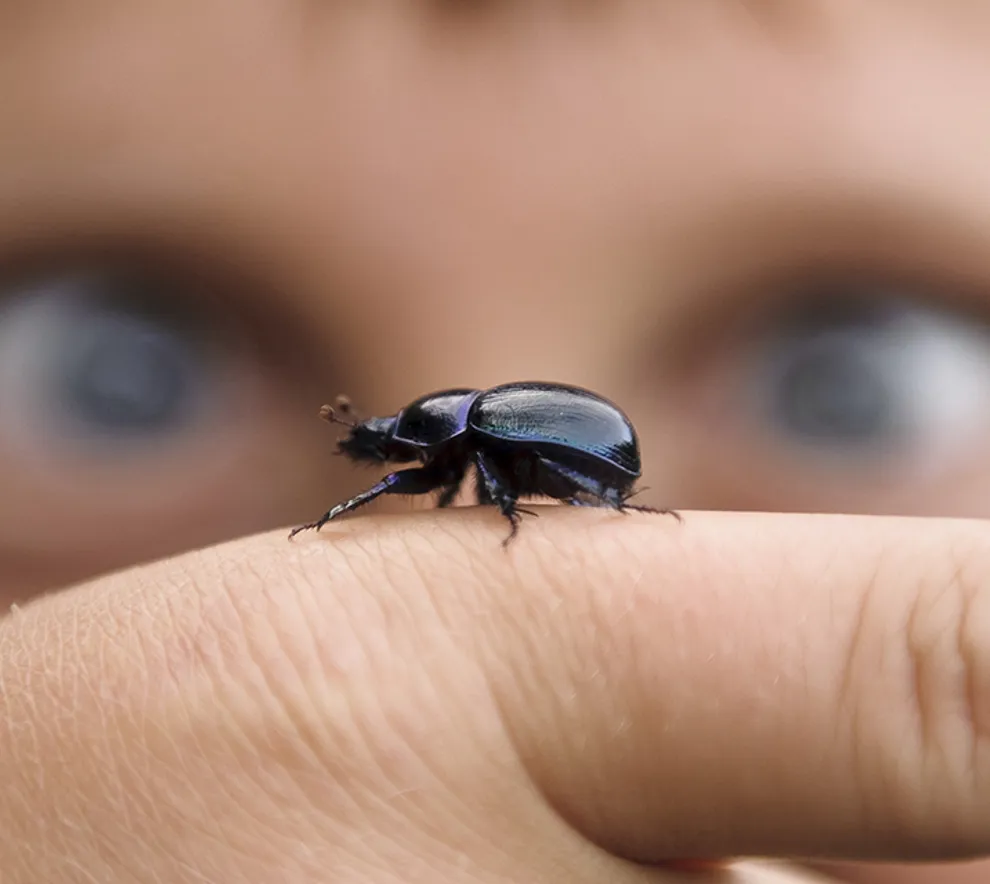 Nærbilde av en gutt som har en bille på fingern
