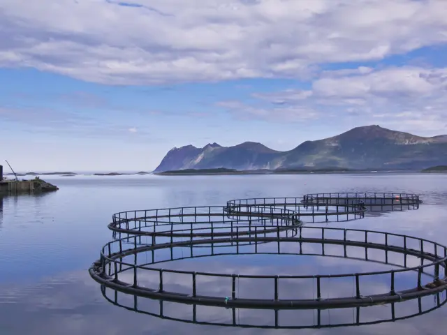 Fiskeoppdrettsanlegg i havet med land og høye fjell i bakgrunn