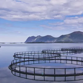 Fiskeoppdrettsanlegg i havet med land og høye fjell i bakgrunn