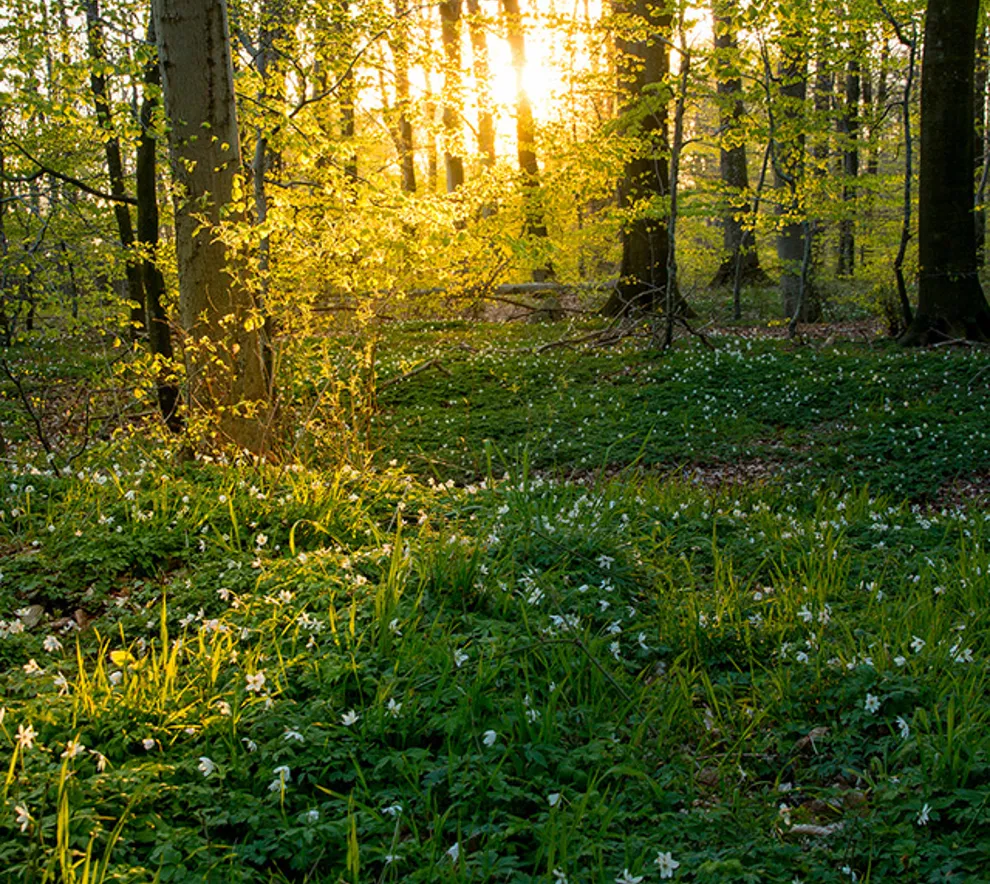 Skog i Jylland, Danmark