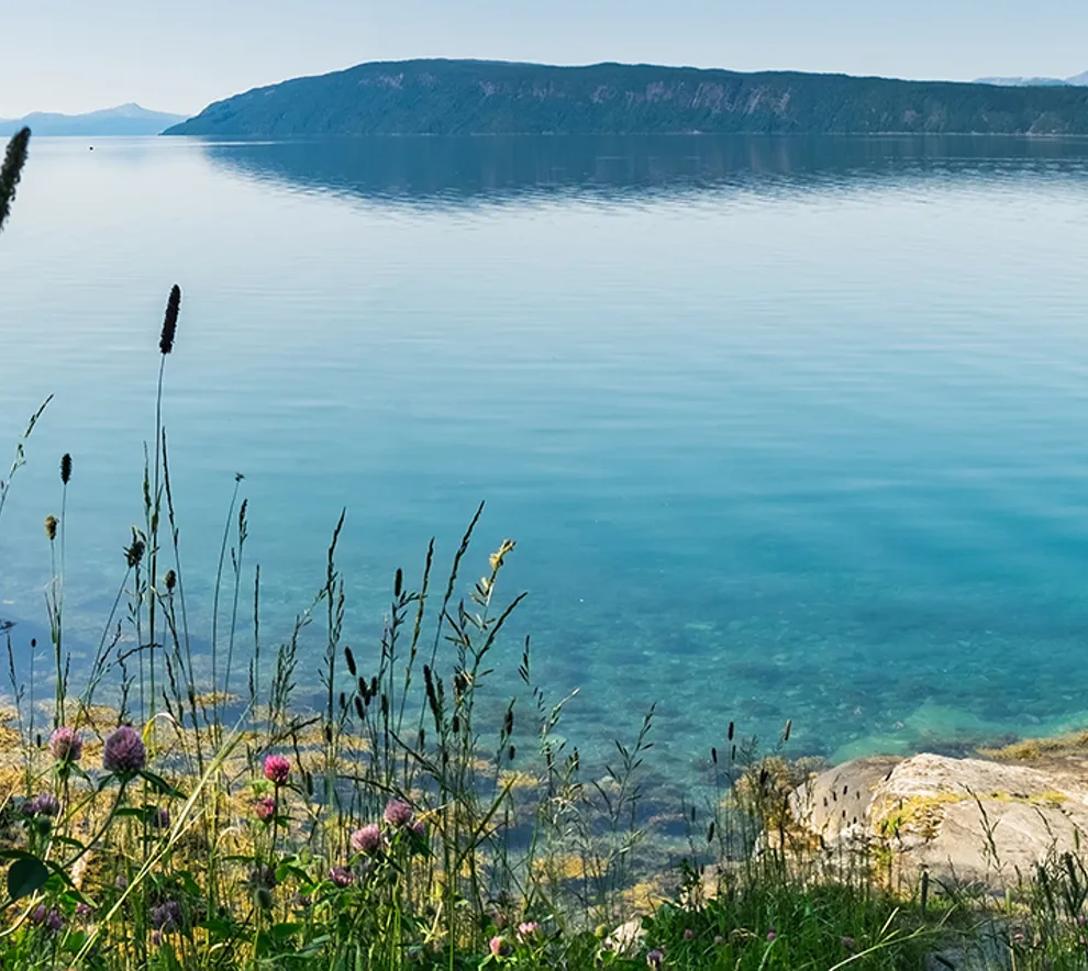 Utsikt fra vannkanten med blomster utover fjord og fjell