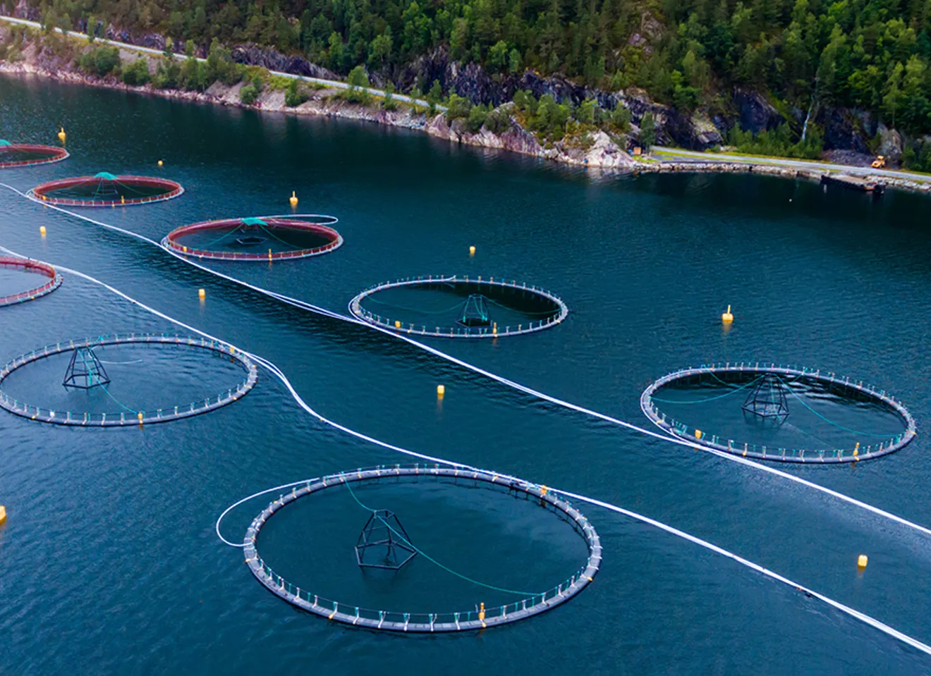 Fiskeoppdrett nært land