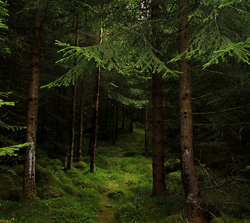 Skog på Vossevangen