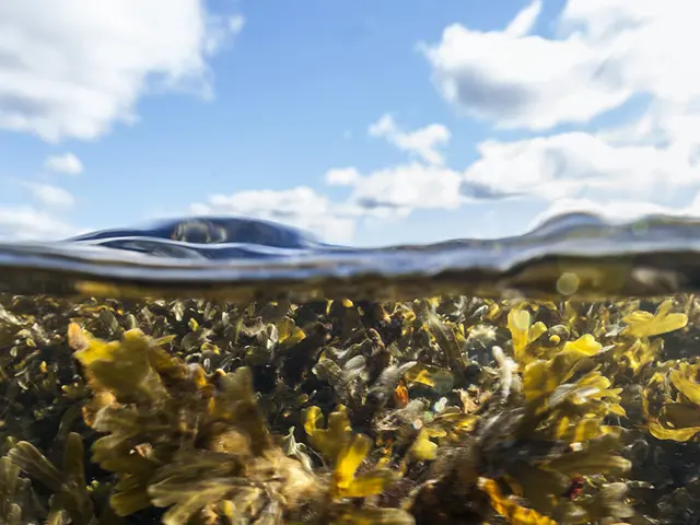Nederst: Undervannsbilde av tang og sjø. Øverst: Svaberg, blå himmel og sol.