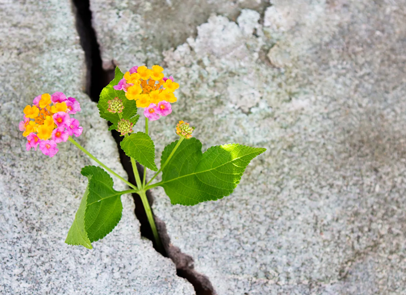 Vårblomst som har funnet veien gjennom en betongsprekk