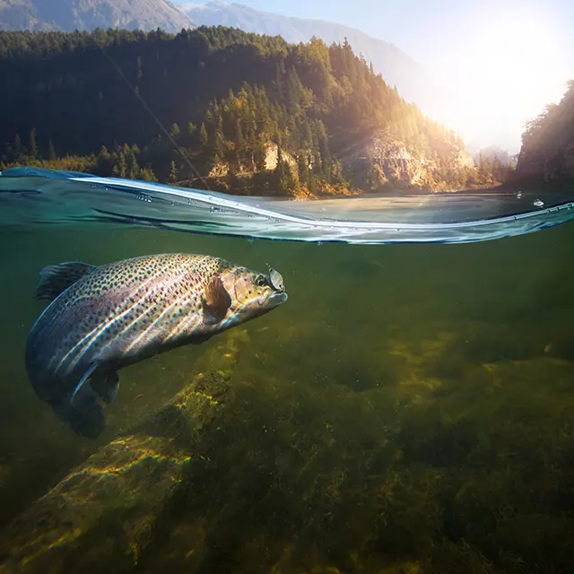 Fisk som svømmer i ferskvann