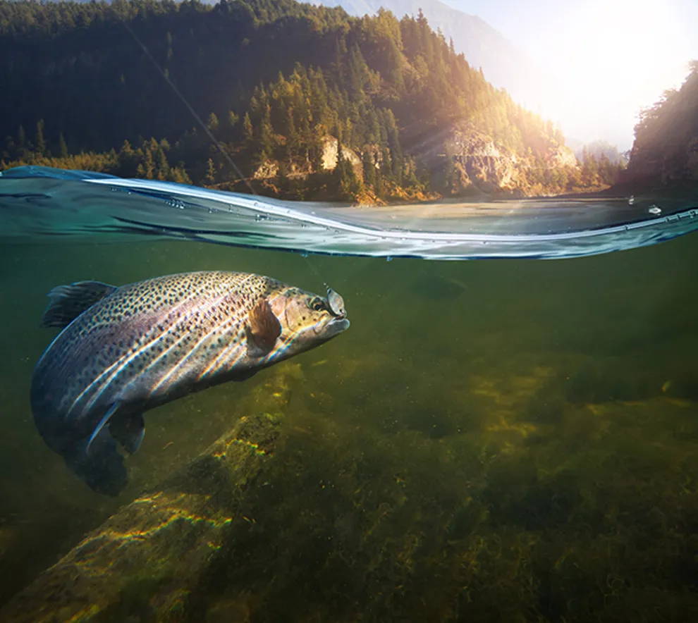 Fisk som svømmer i ferskvann