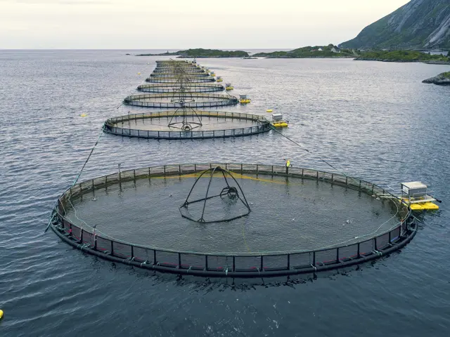 Oppdrettsanlegg fisk