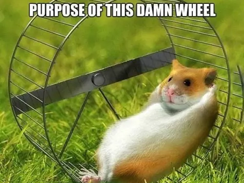 Hamster on a wheel
