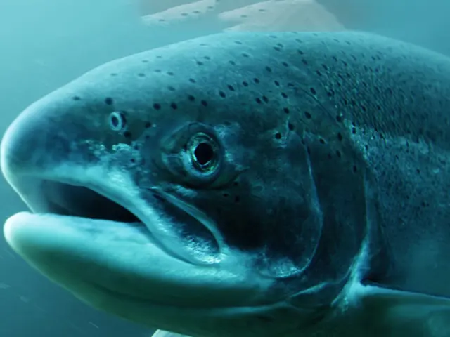 Blå fisk i det blå