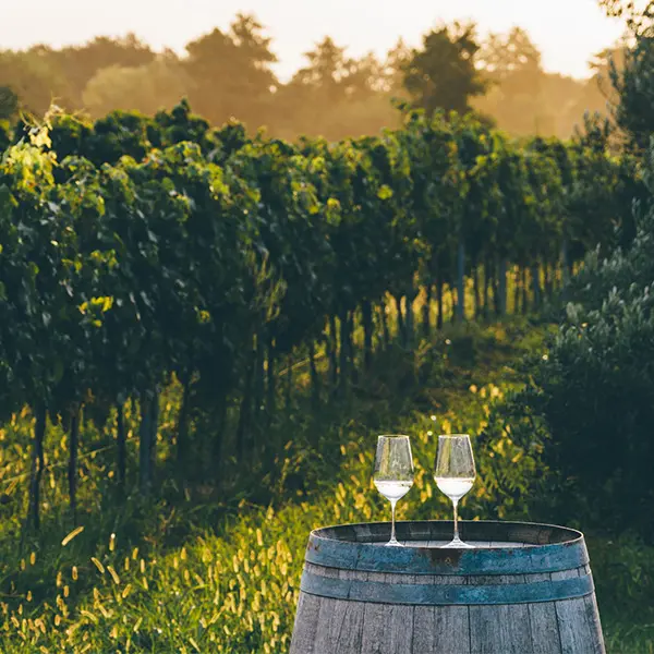 To vinglass på vingård