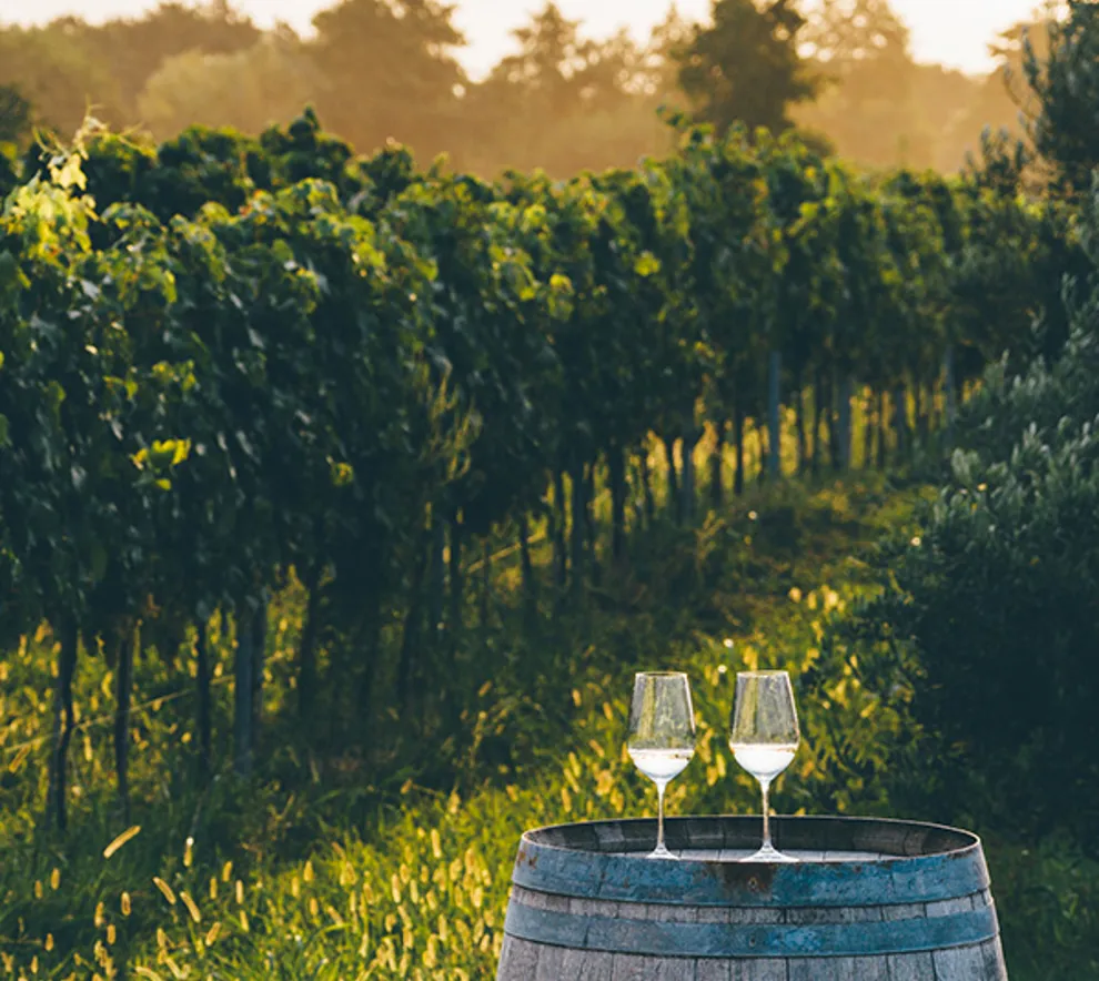 To vinglass på vingård