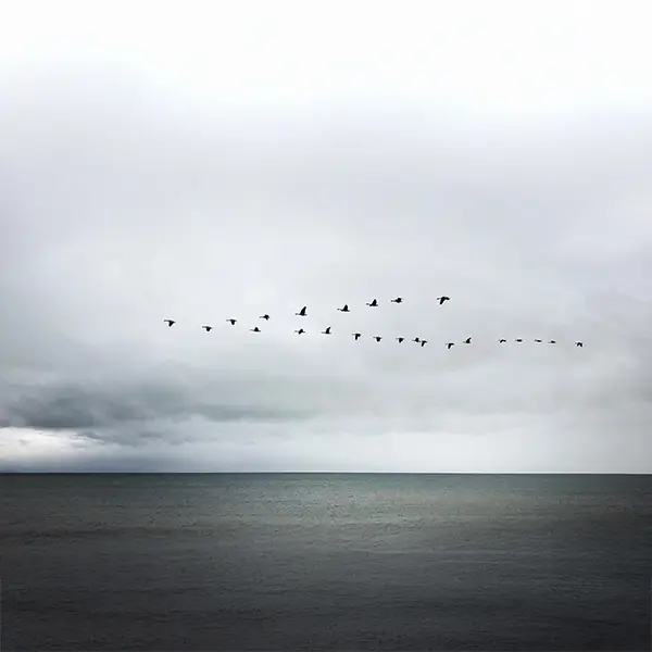 Trekkfugler som flyr over hav