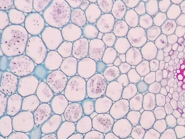 Illustrasjon av celler