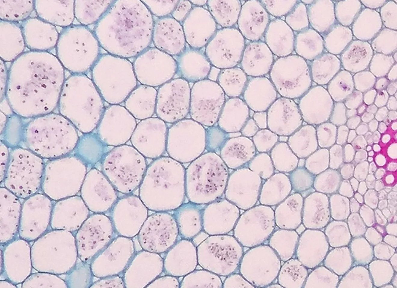 Illustrasjon av celler