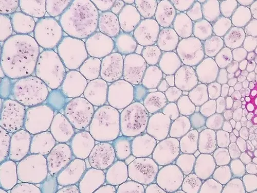 Illustrasjon av celler