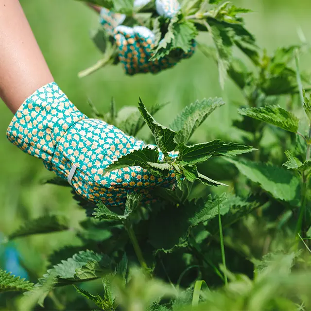 Person som sanker urter