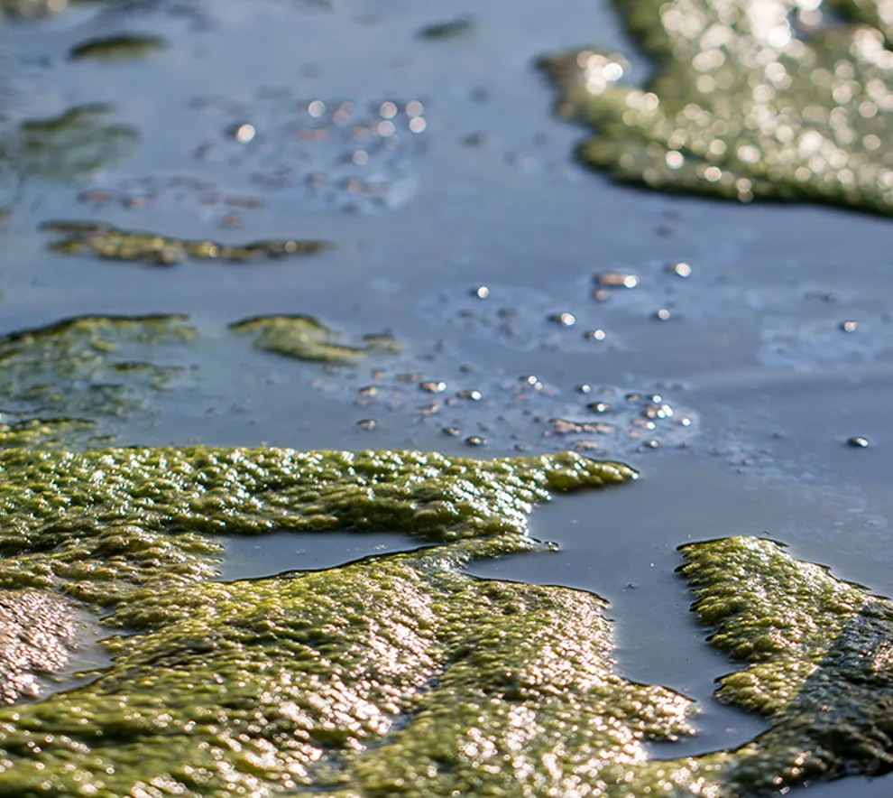 Vannprøve som blir tatt i ett vann med alger
