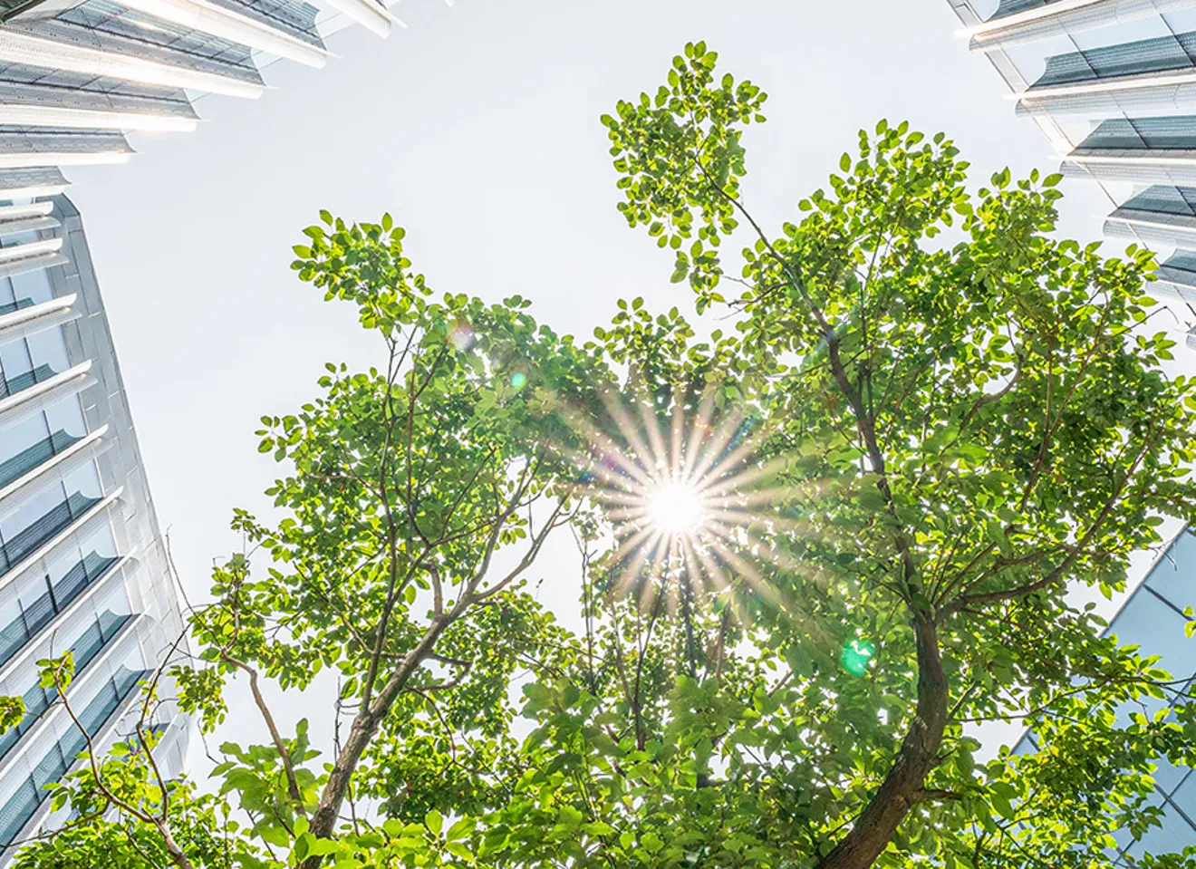 Et grønt tre mellom moderne glassfasader