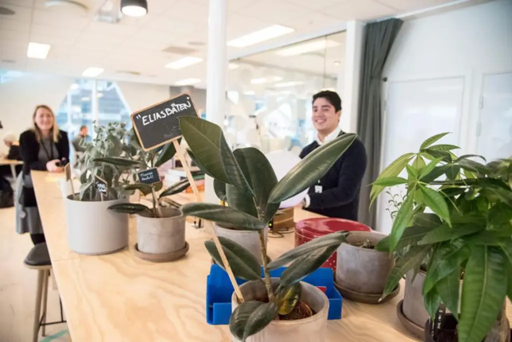 Elias står blant planter i digitalavdelingen hos Deloitte 