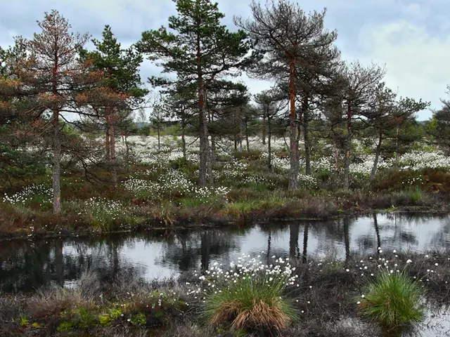 vann omringet av skog, myr og myrull
