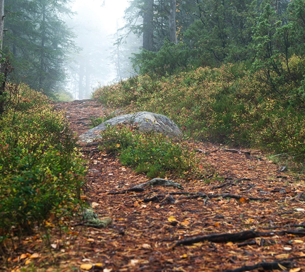 Skog