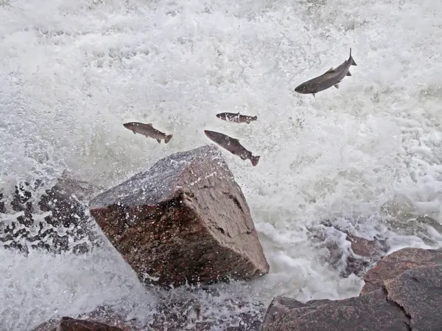 Laks som spretter ved en stein
