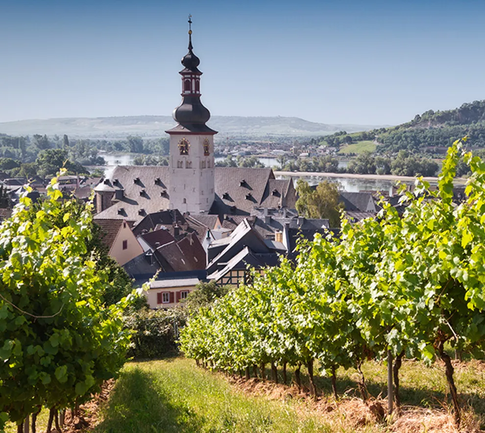 Slott og vinranker i Rudesheim am Rhein i Tyskland