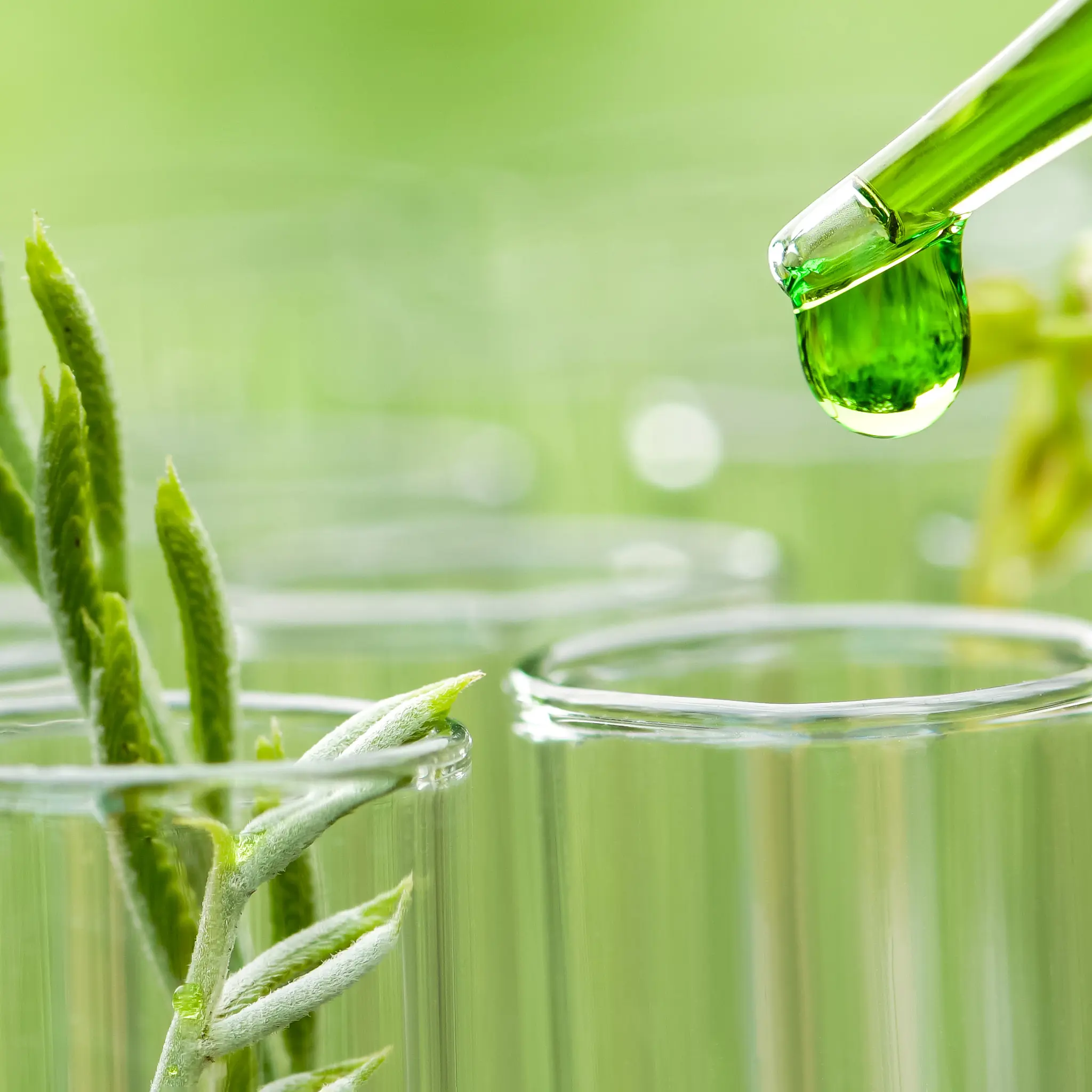 små planter i pipetter