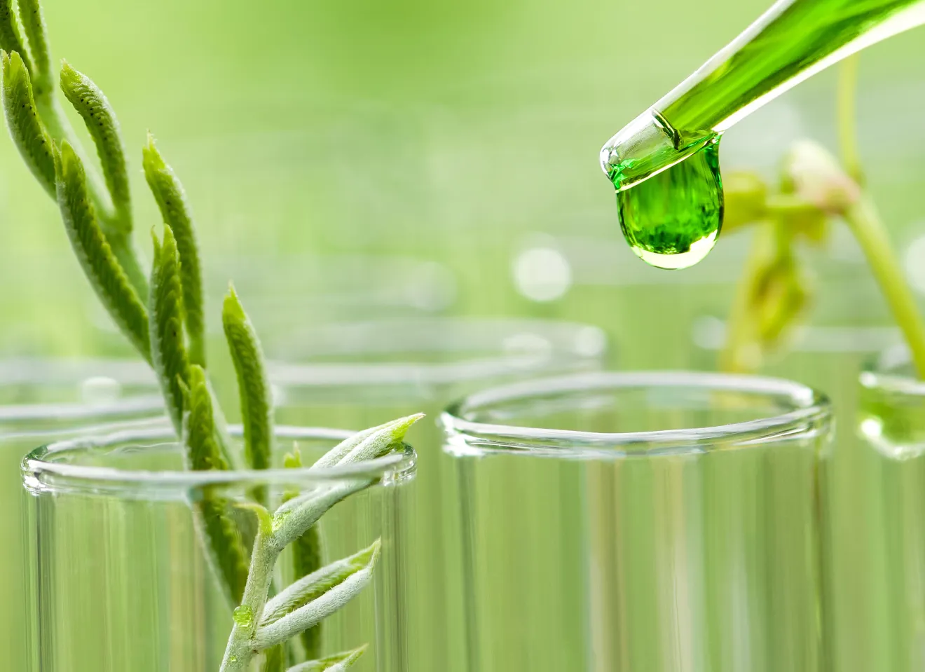 små planter i pipetter