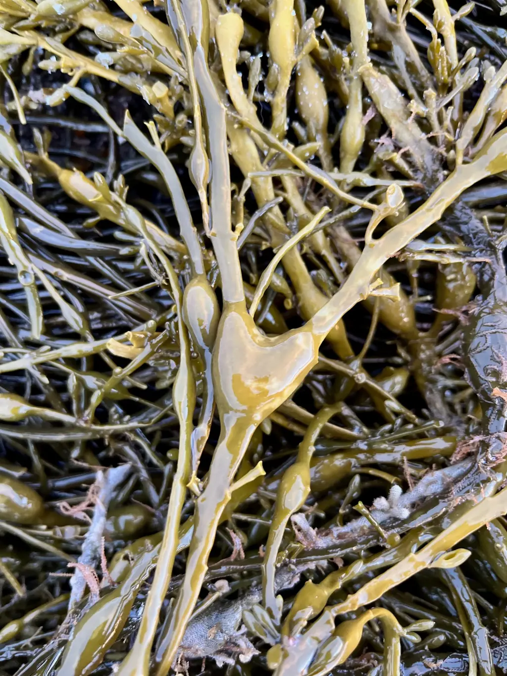 Nærbilde av grisetang