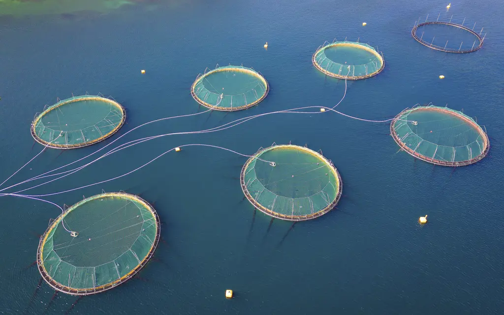 Oppdrettsanlegg sett fra lufta, 