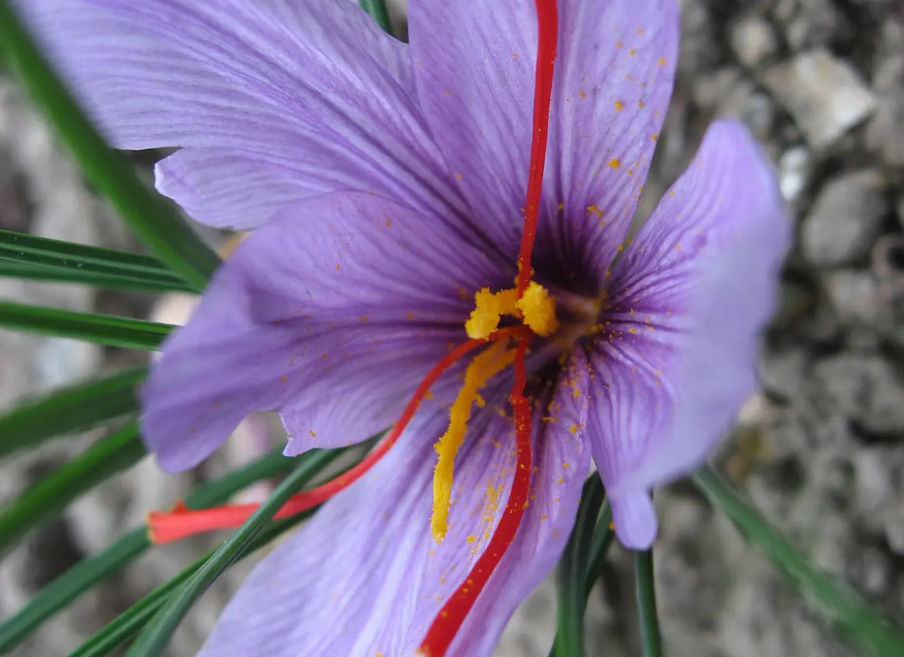 Nærbilde av Crocus sativus, den lilla blomsten man lager safran av