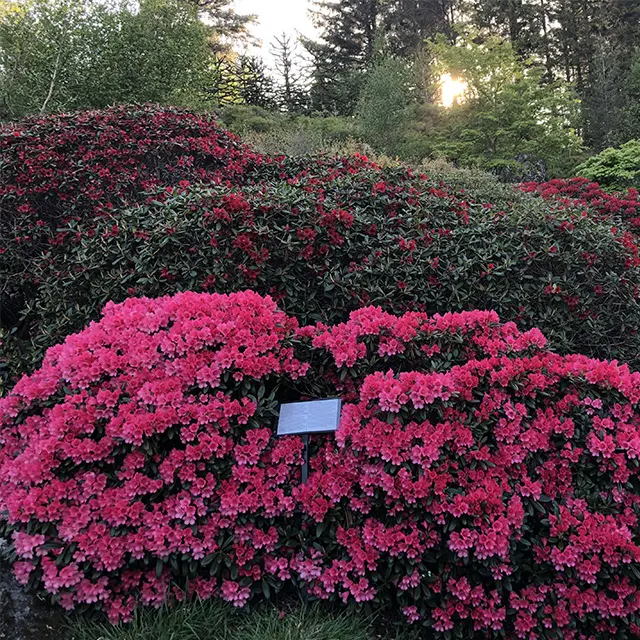 Rhododendronhagen i Arboretet på  Milde