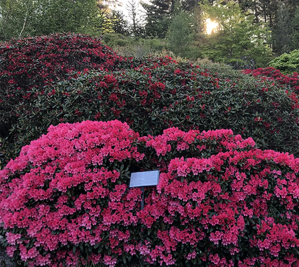 Rhododendronhagen i Arboretet på Milde