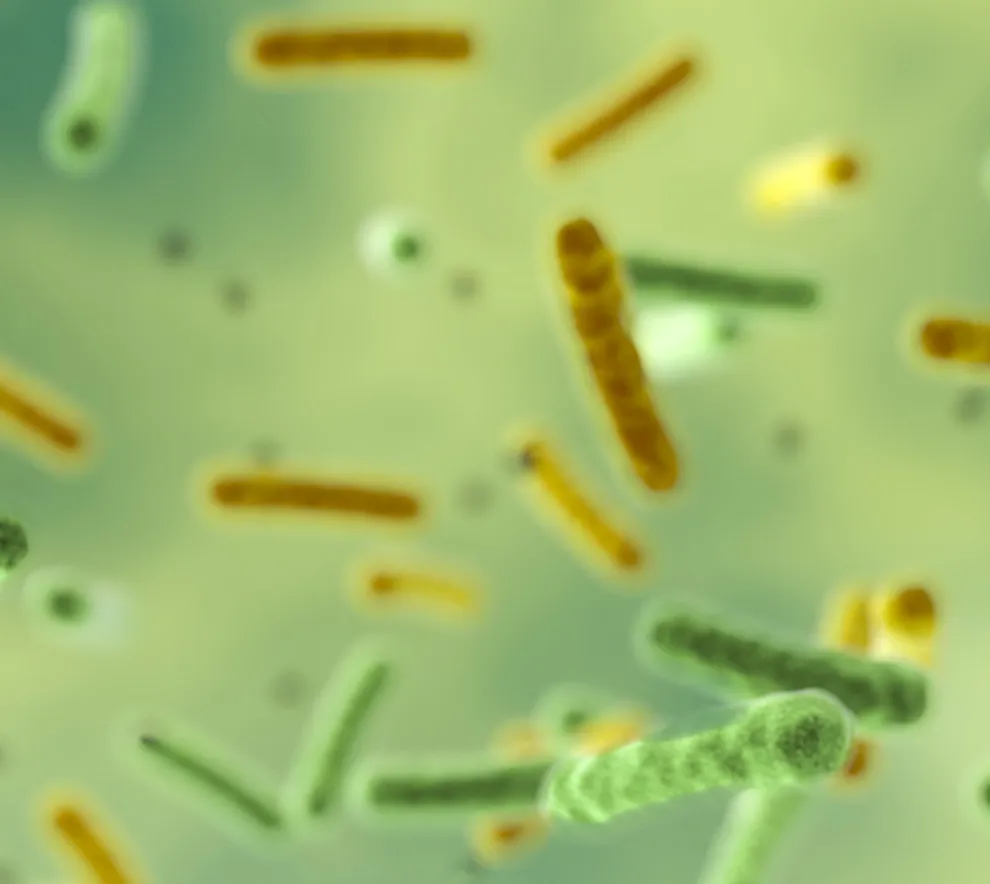 bakterier