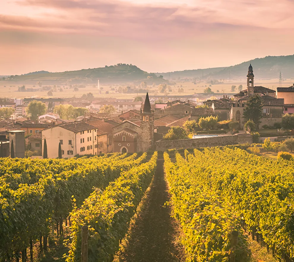 Utsikt over vinranker i Soave i Nord-Italia