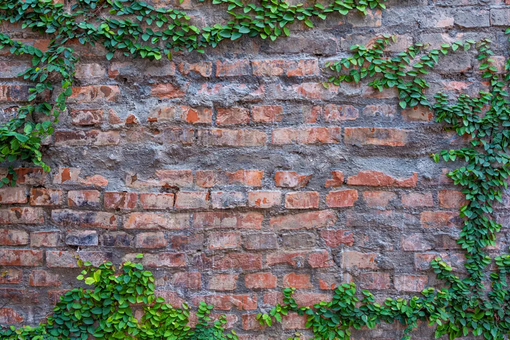 gammel mursteinsmur med klatreplanter