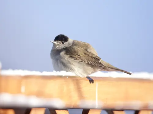 Munk - fugl, sitter i snøen.