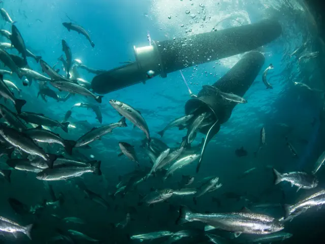 Undervannsbilde av fiskeoppdrett 