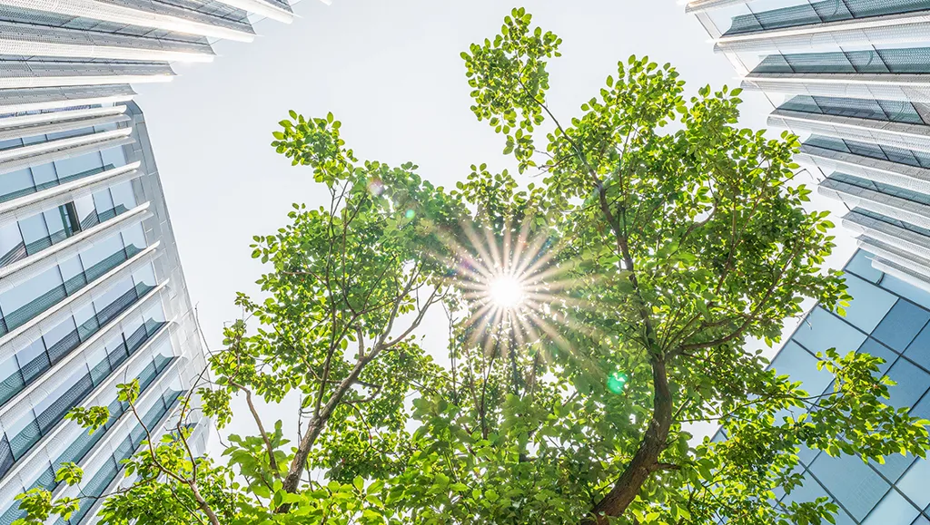 Grønne trær mellom blanke høyblokker