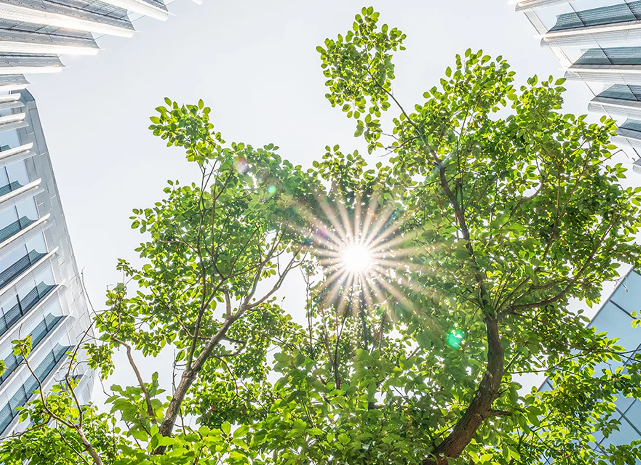 Grønne trær mellom blanke høyblokker