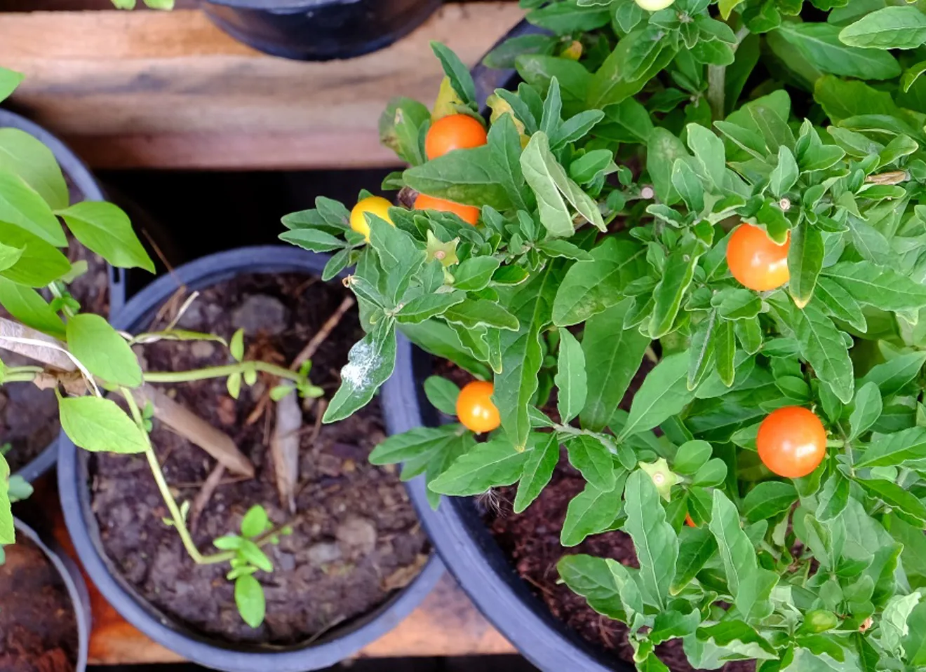Balkongdyrking av tomater