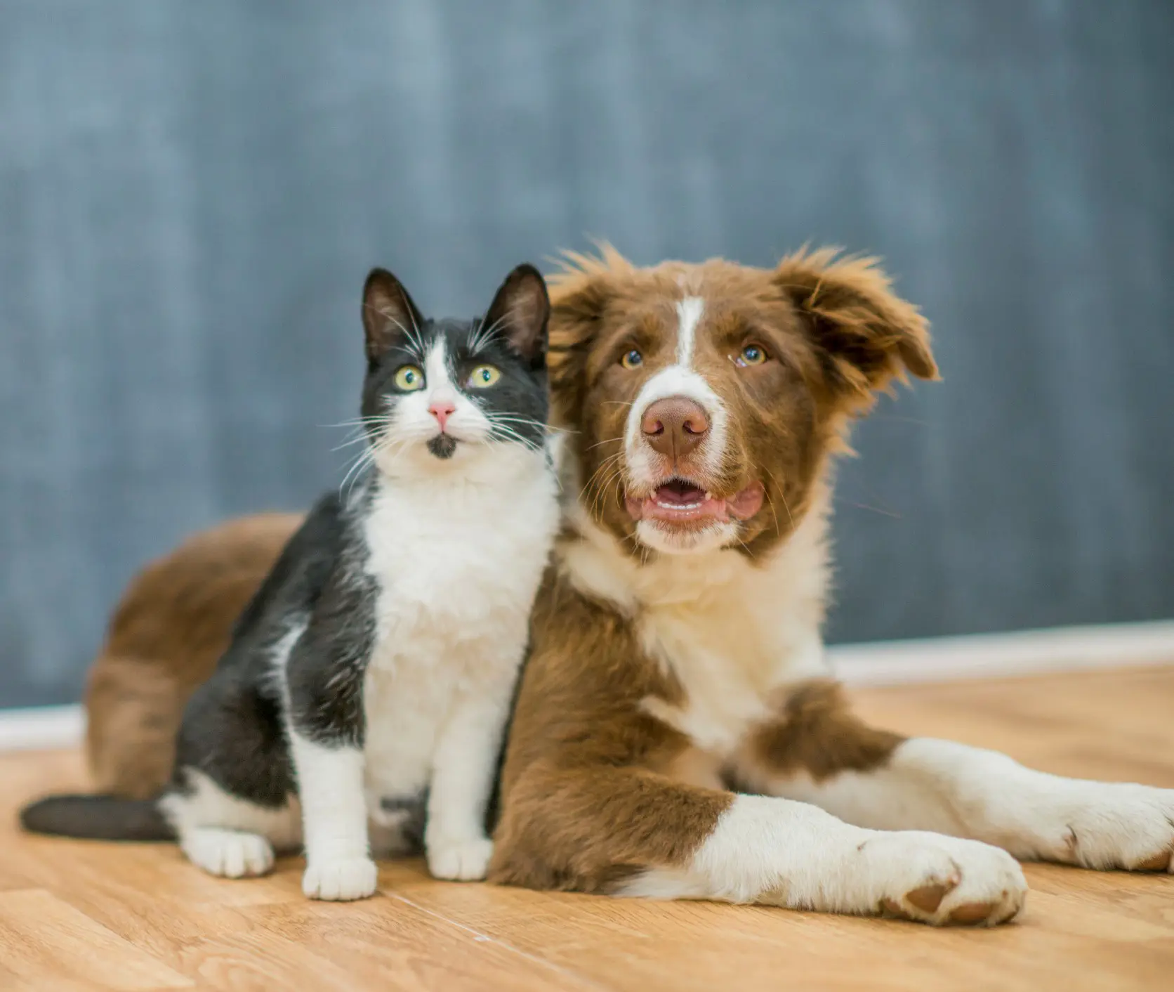 Hund og katt som står tett sammen