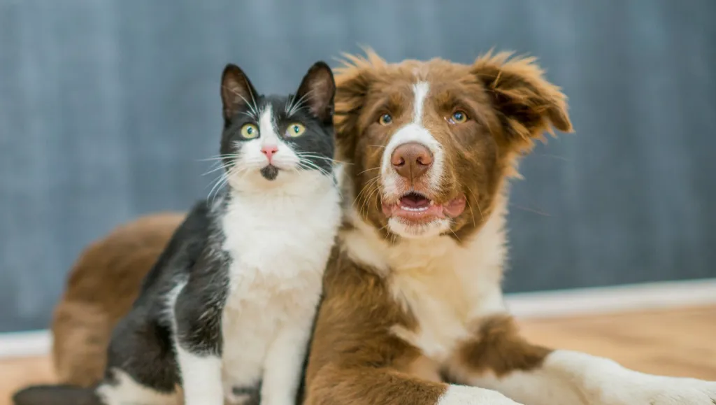 Hund og katt som står tett sammen