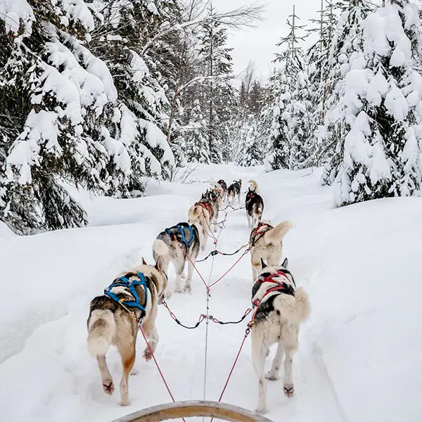 Hunder som drar hundeslede