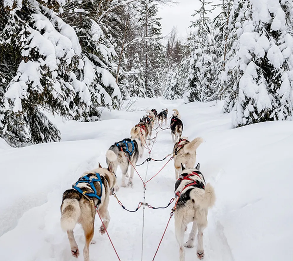 Hunder som drar hundeslede