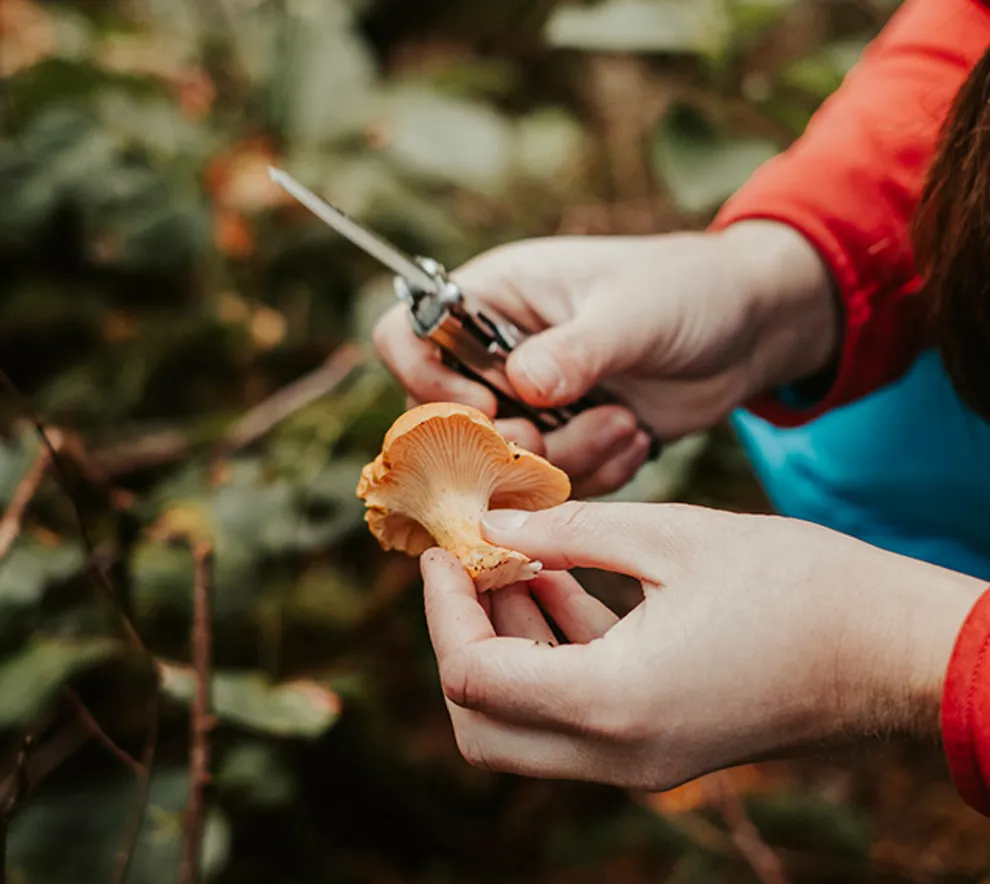 Person som sanker sopp