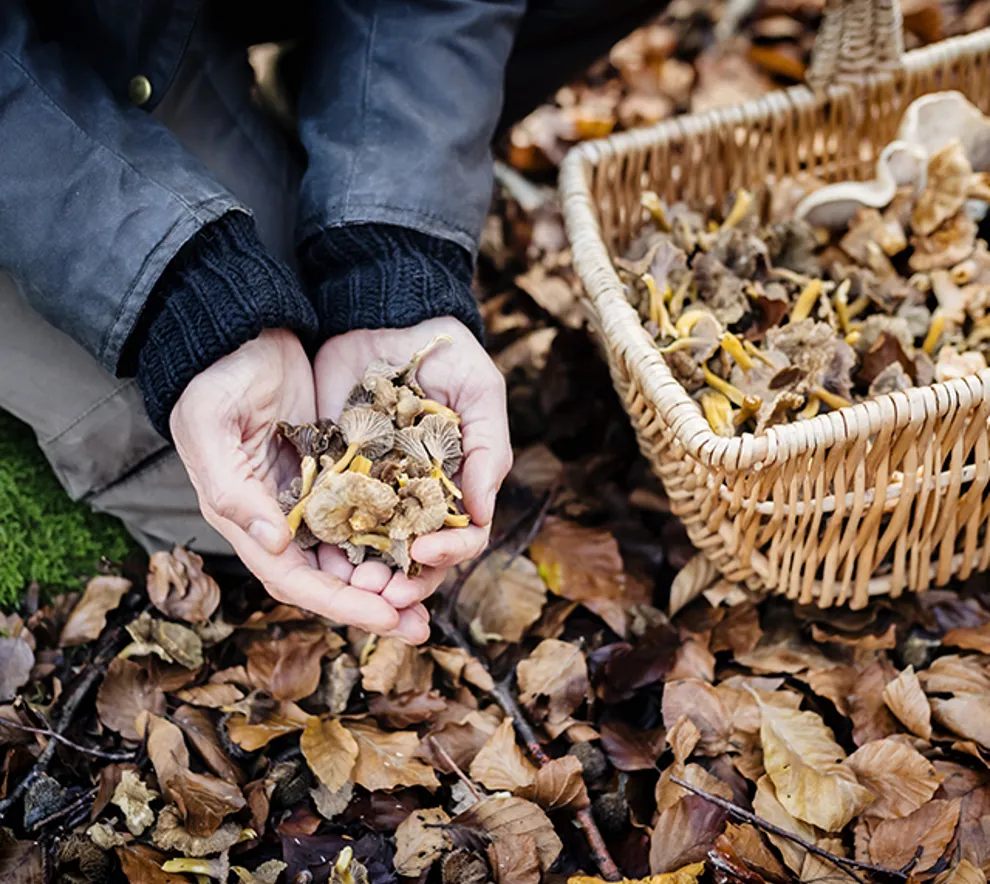 En person som holder frem soppen som er plukket i skogen